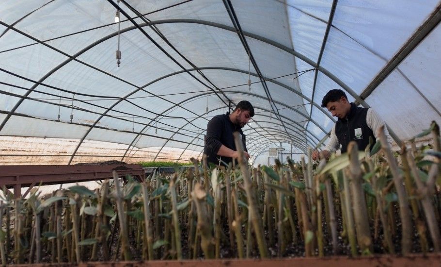 ŞANLIURFA’DA MODERN SERALARDA 30 BİN FİDAN ÜRETİMİ BAŞLADI