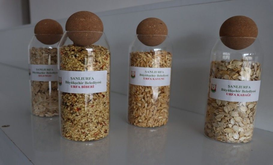 ŞANLIURFA’DA ATA TOHUMLARI ÇİFTÇİLERLE BULUŞUYOR