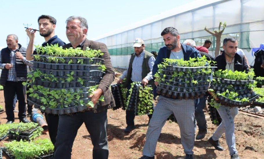 BÜYÜKŞEHİR, 1 MİLYON FİDE DAĞITARAK ÜRETİCİYİ DESTEKLEDİ