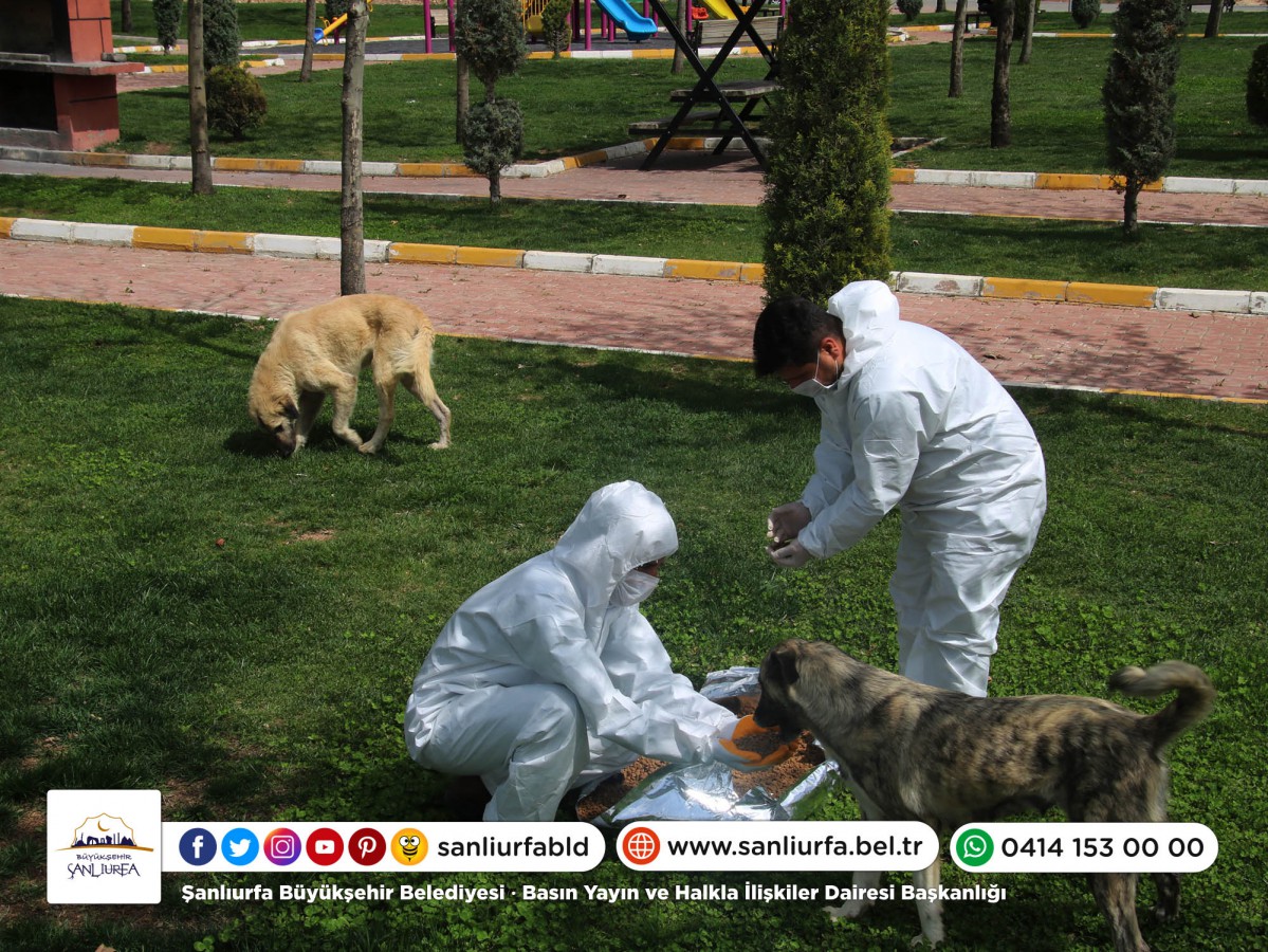 Sanliurfa Da Sokak Hayvanlari Unutulmadi Sanliurfa Buyuksehir Belediyesi